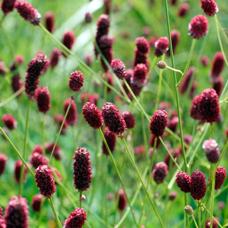 Wiesenknopf 'Red Thunder'