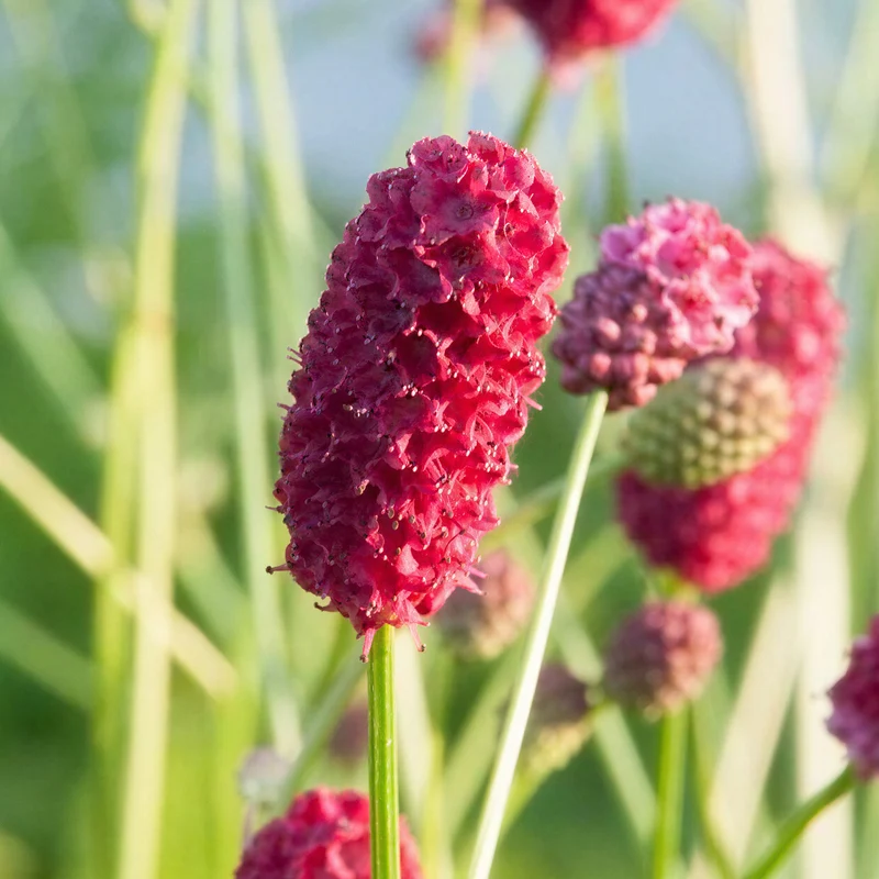 Wiesenknopf 'Red Thunder'