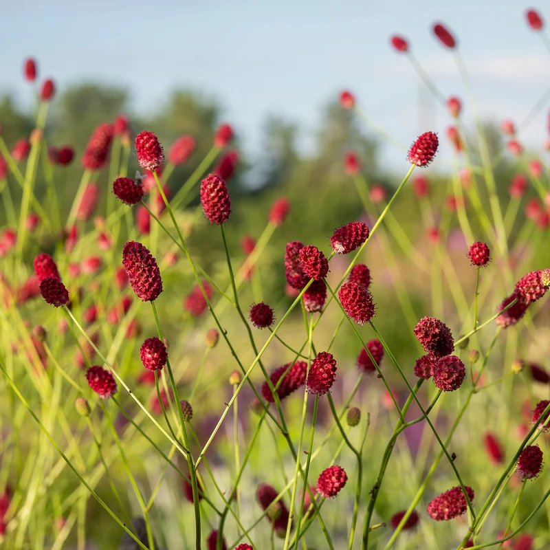 Wiesenknopf 'Red Thunder'