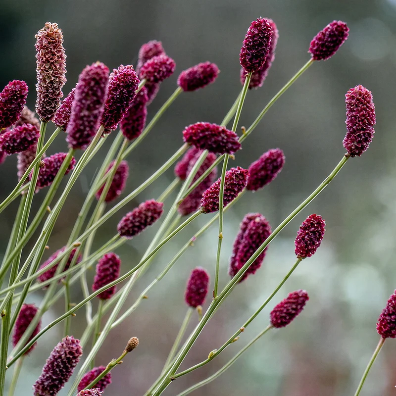Wiesenknopf 'Red Thunder'
