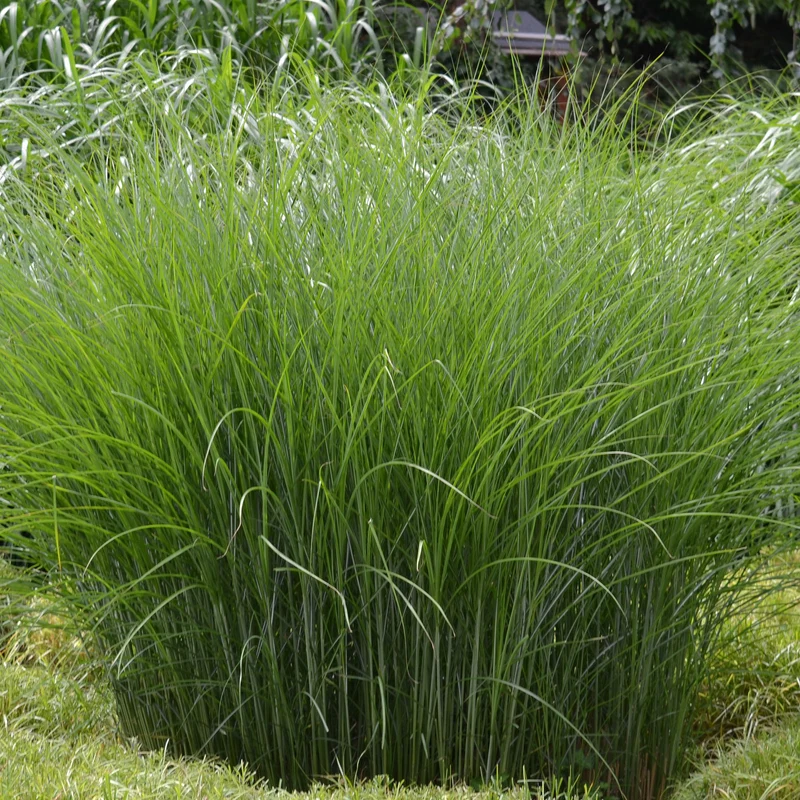 Chinaschilf 'Gracillimus'