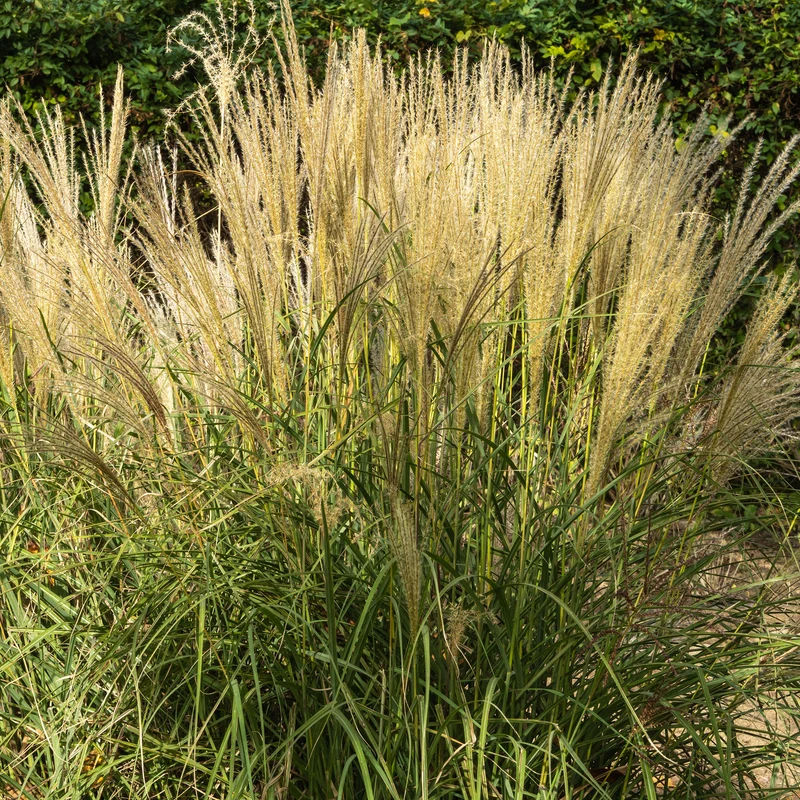 Chinaschilf 'Gracillimus'