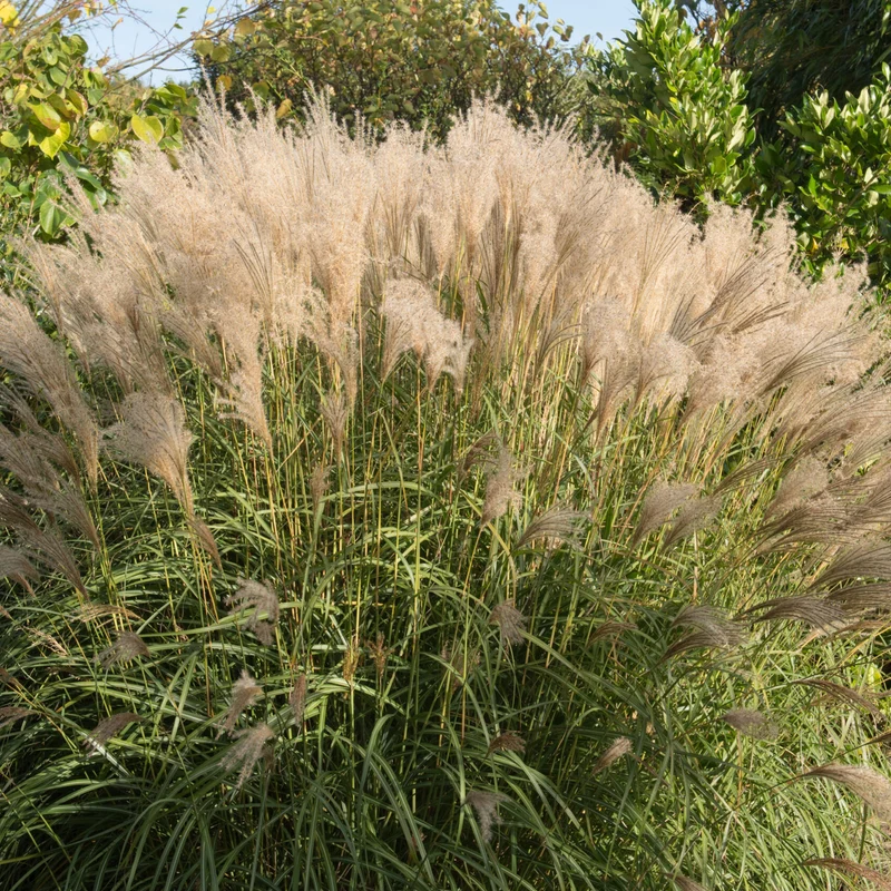 Chinaschilf 'Gracillimus'