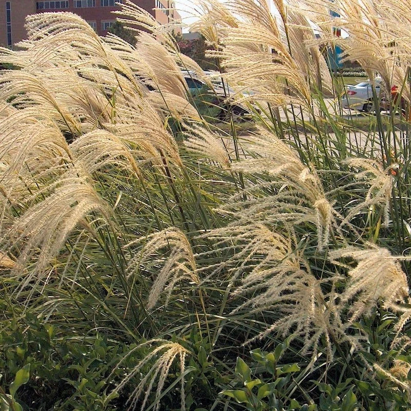 Chinaschilf 'Gracillimus'