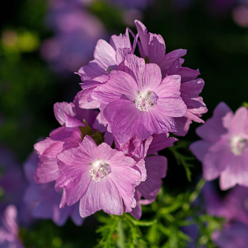 Malve 'Rosea'