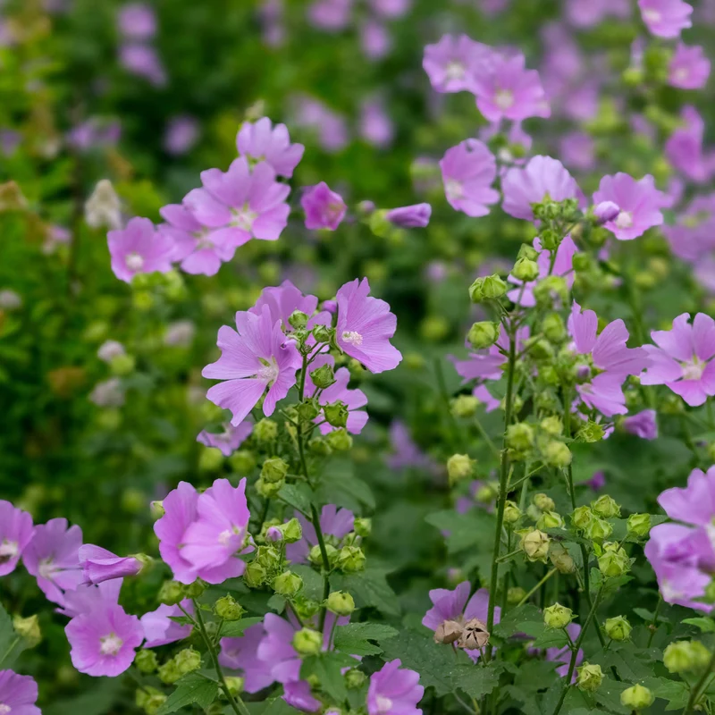 Malve 'Rosea'
