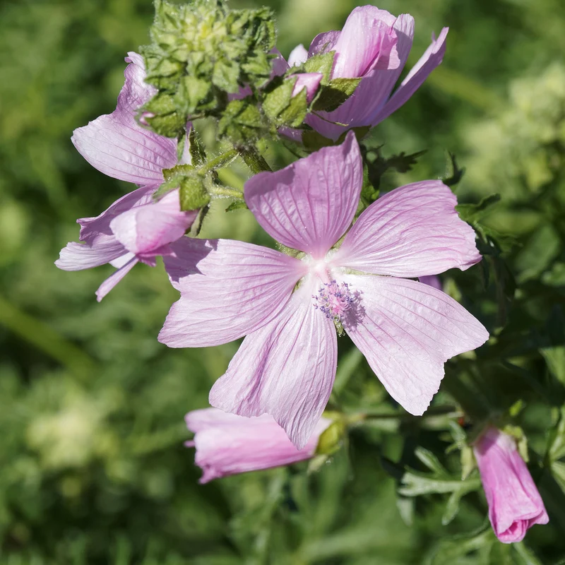 Malve 'Rosea'