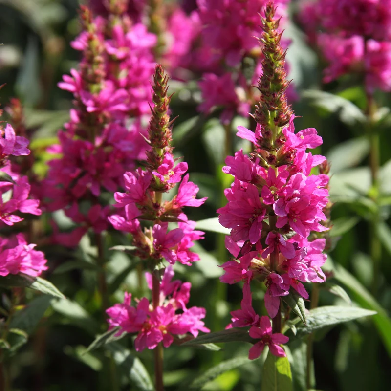 Blutweiderich 'Robert'
