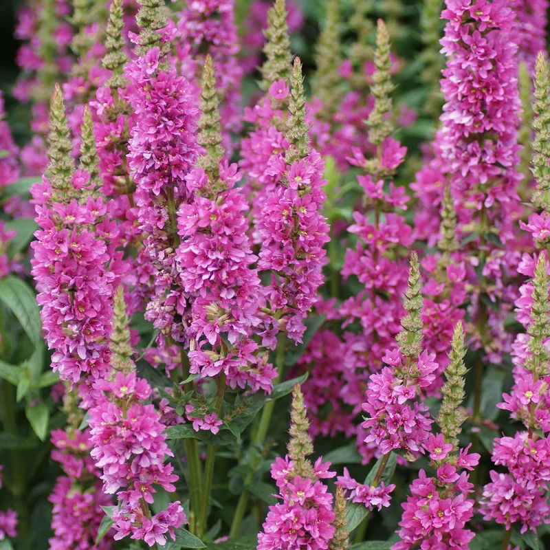 Blutweiderich 'Robert'