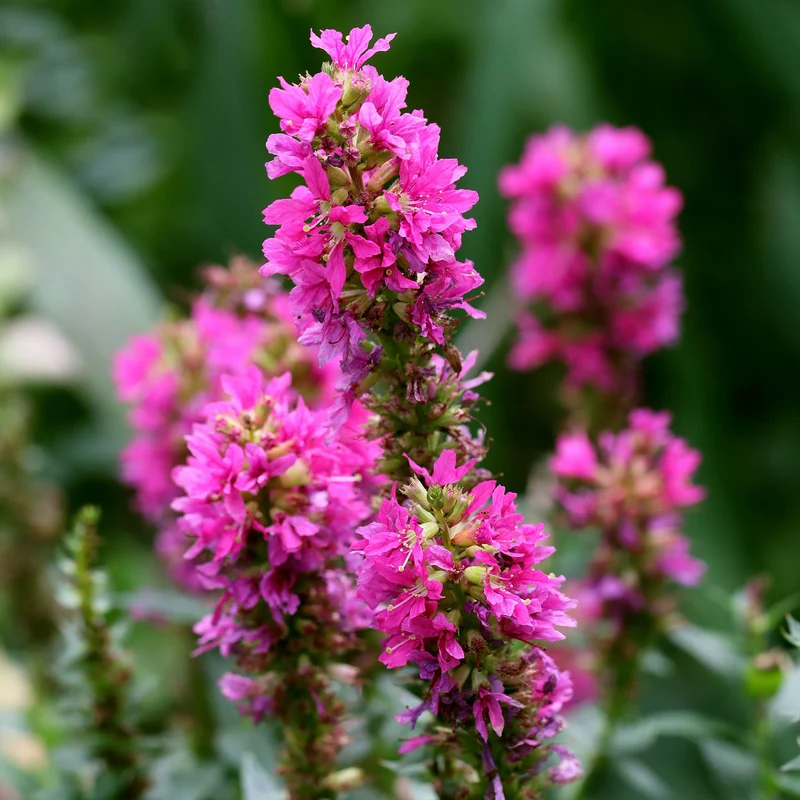 Blutweiderich 'Robert'