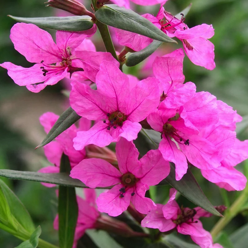 Blutweiderich 'Morden Pink'