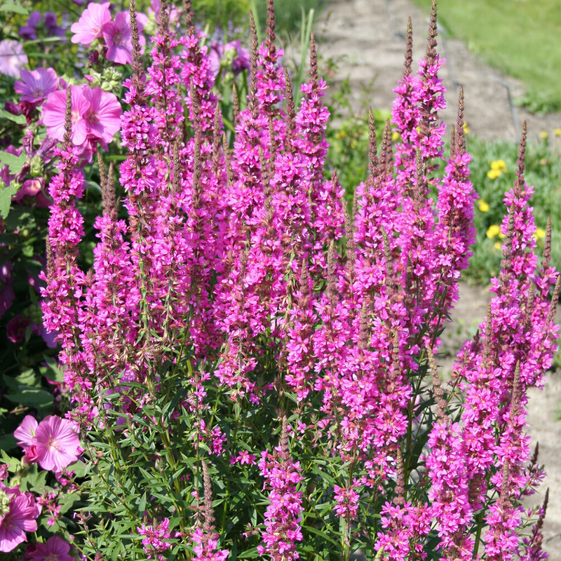 Blutweiderich 'Morden Pink'