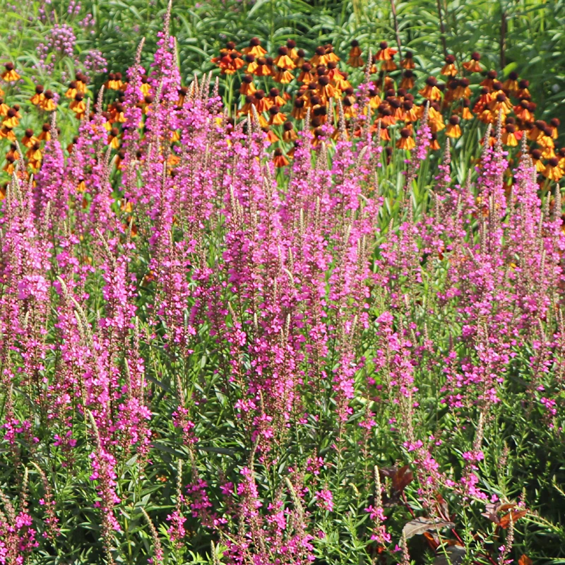 Blutweiderich 'Morden Pink'
