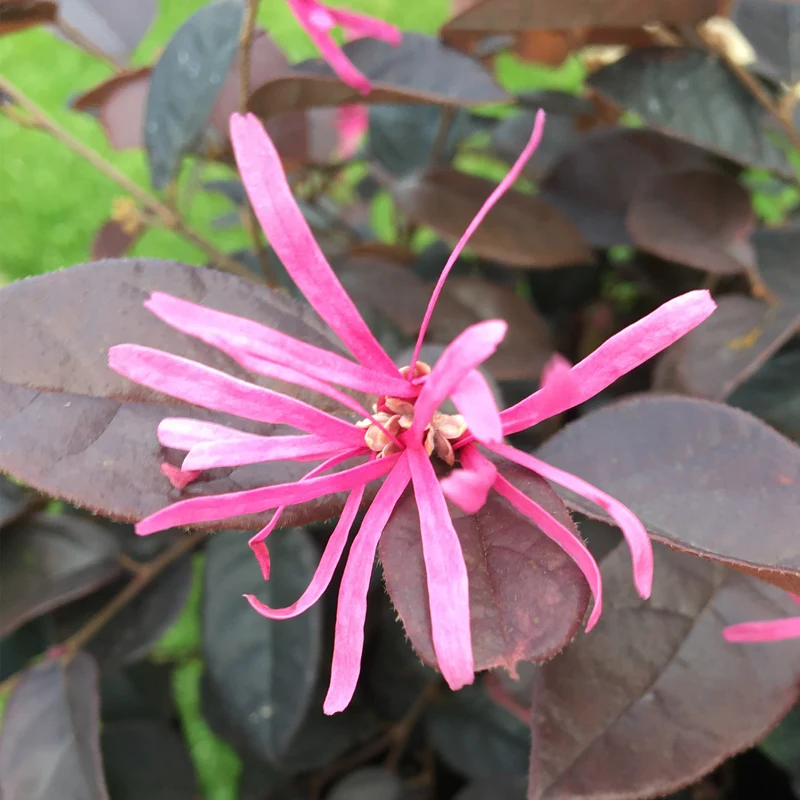 Riemenblüte 'Fire Dance'