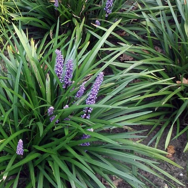 Lilientraube 'Moneymaker'