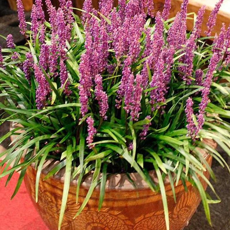 Lilientraube 'Moneymaker'