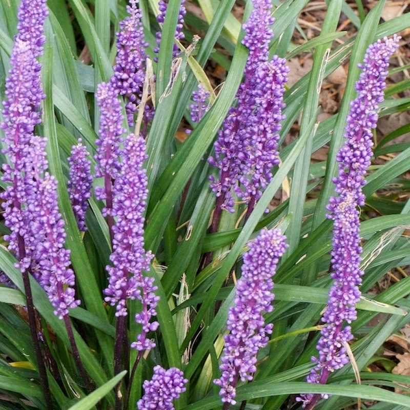 Lilientraube 'Moneymaker'
