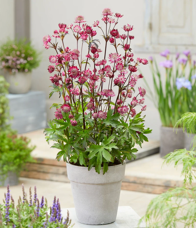 Astrantia 'Sparkling Stars Red'