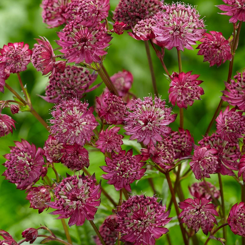 Astrantia 'Sparkling Stars Red'