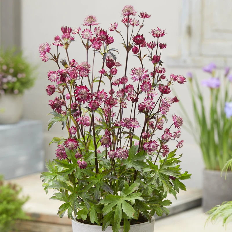 Astrantia 'Sparkling Stars Red'