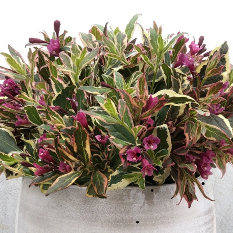 Weigela 'All Summer Monet'