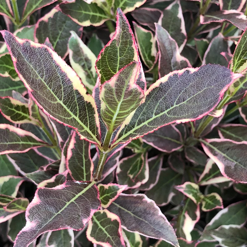 Weigela 'All Summer Monet'