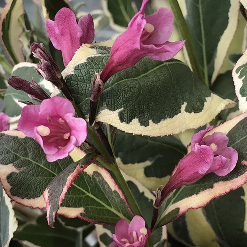 Weigela 'All Summer Monet'
