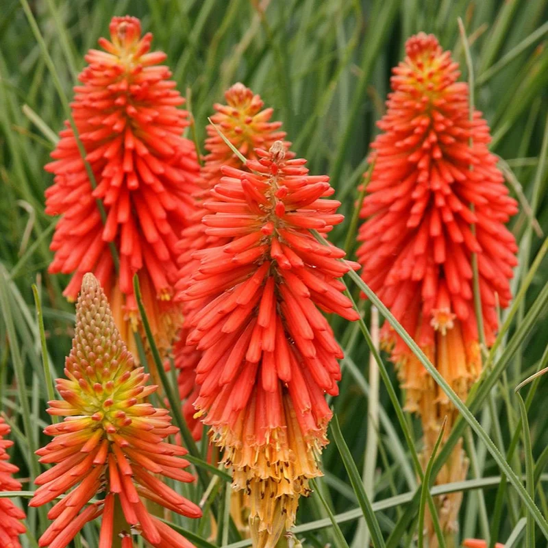 Kniphofia 'Poco Sunset'