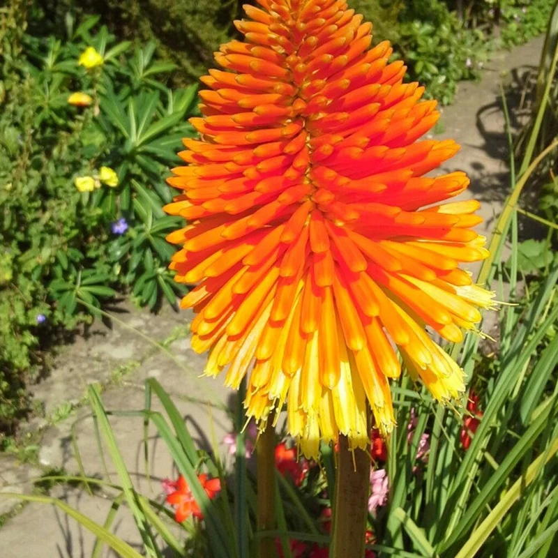 Kniphofia 'Poco Sunset'
