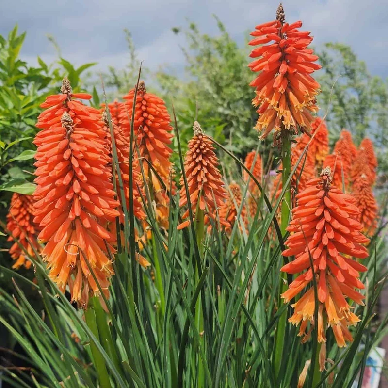 Kniphofia 'Poco Sunset'