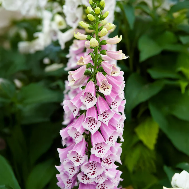 Digitalis 'Dalmatian Rose'
