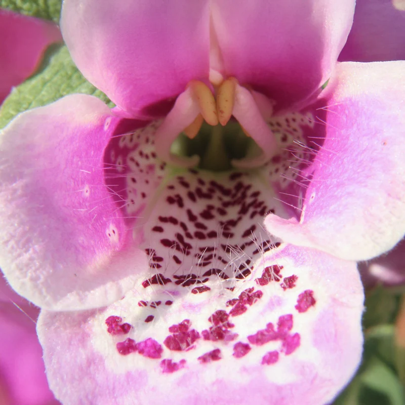 Digitalis 'Dalmatian Rose'