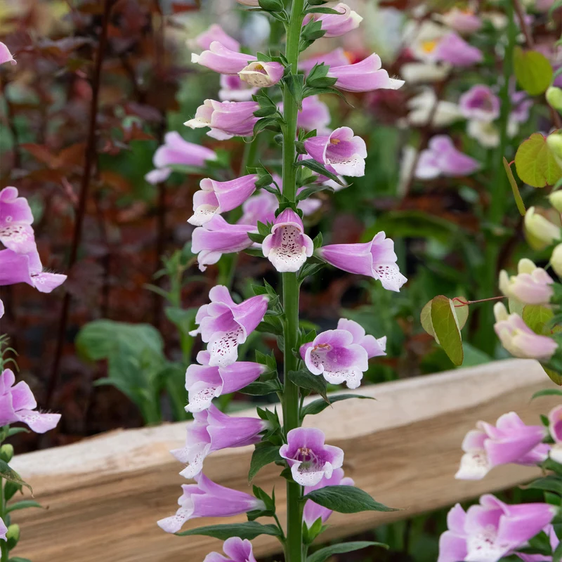 Digitalis 'Dalmatian Rose'