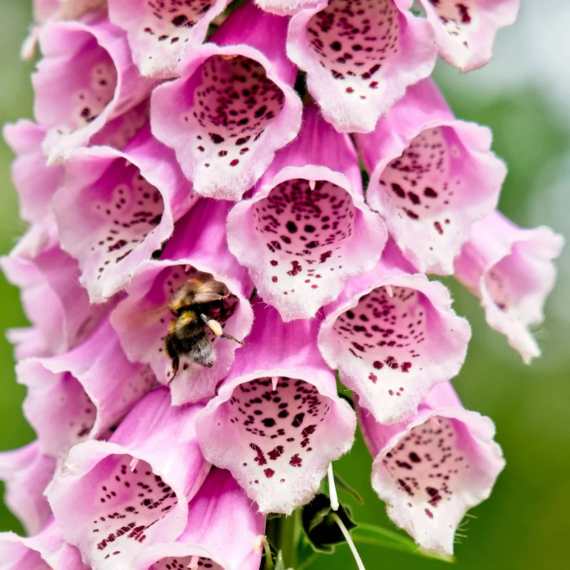 Digitalis 'Dalmatian Rose'