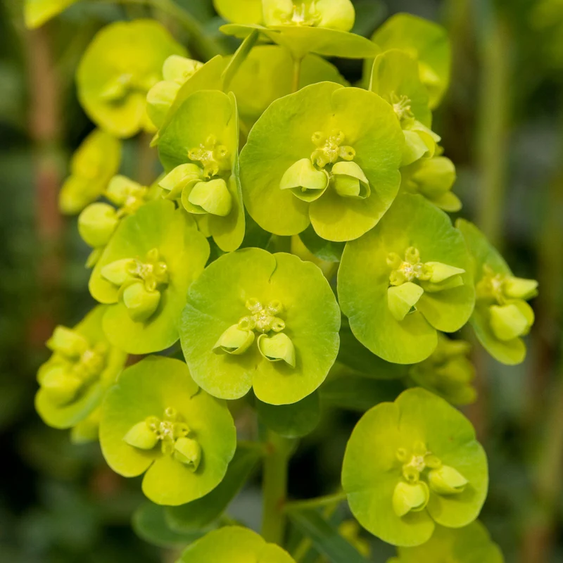 Euphorbia 'Robbiae'