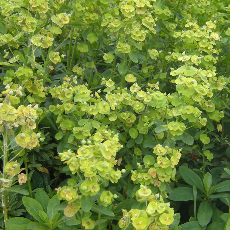 Euphorbia 'Robbiae'