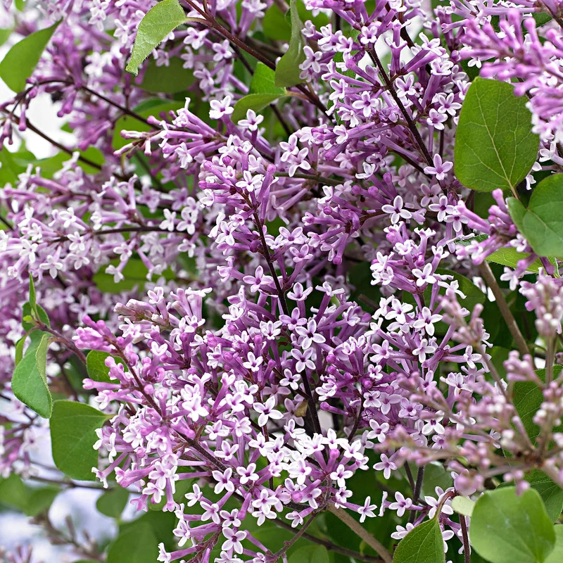 Syringa 'Dark Purple' Patio Tree
