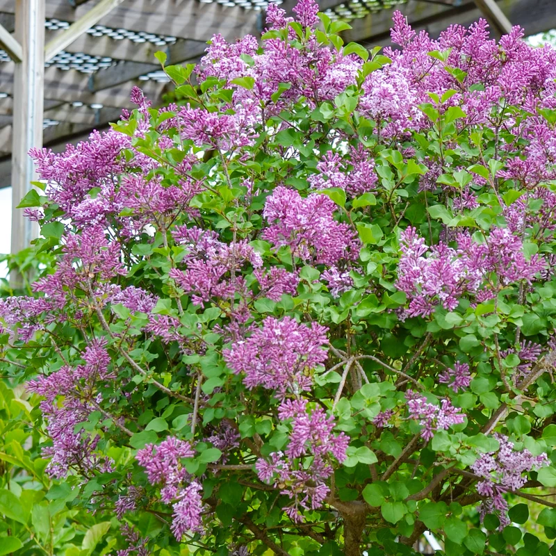 Syringa 'Dark Purple' Patio Tree