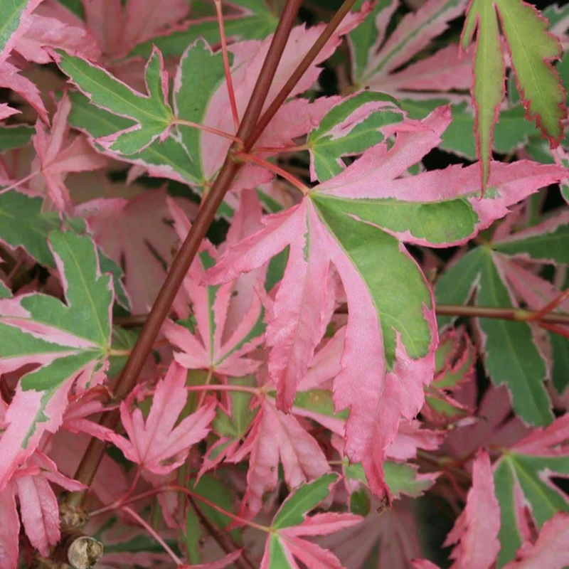Acer 'Taylor' Patio Tree