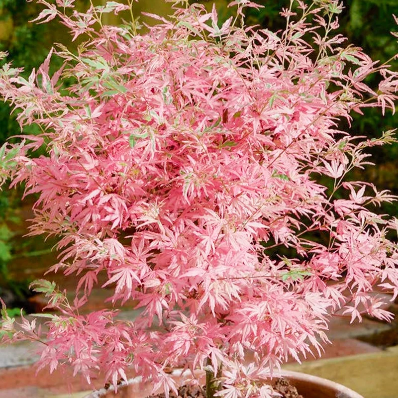 Acer 'Taylor' Patio Tree