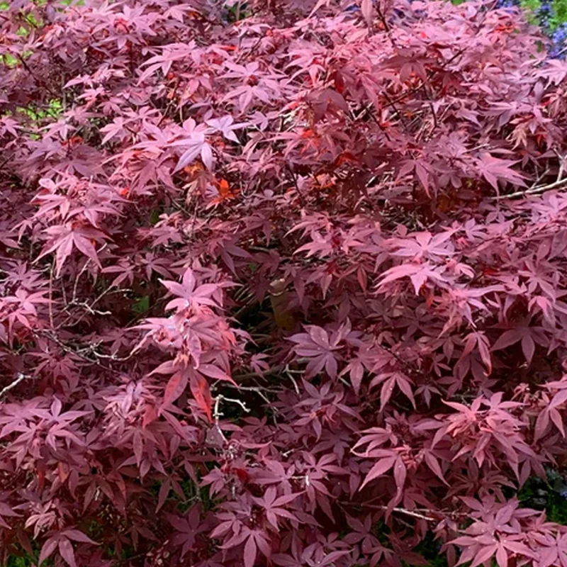 Acer 'Hime-Shojo' Patio Tree