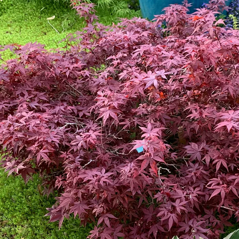 Acer 'Hime-Shojo' Patio Tree