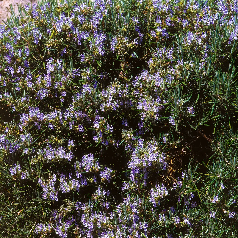 Rosmarinus 'Prostratus' Patio Tree