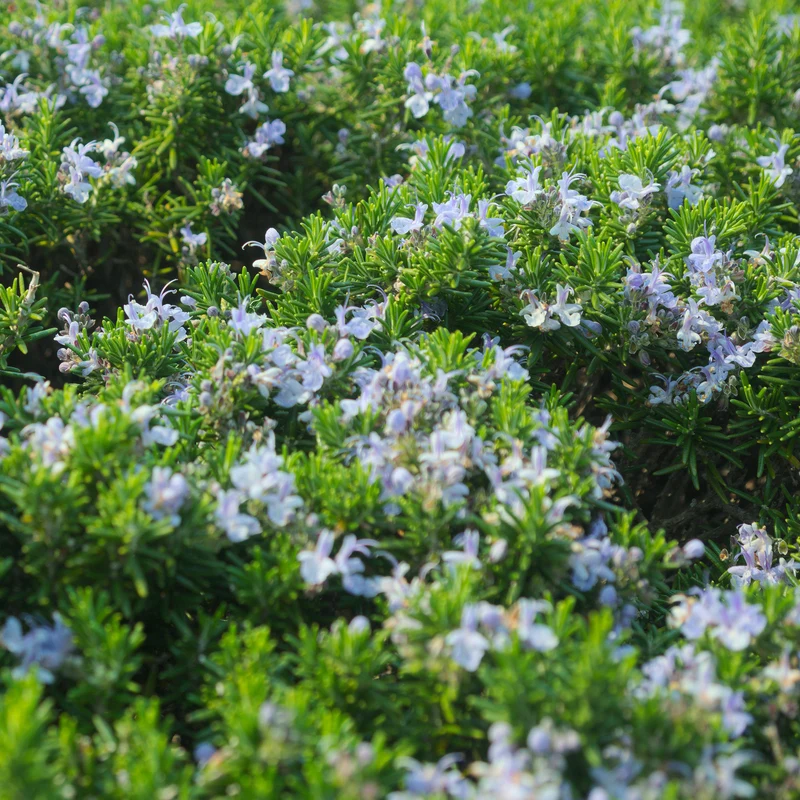 Rosmarinus 'Prostratus' Patio Tree