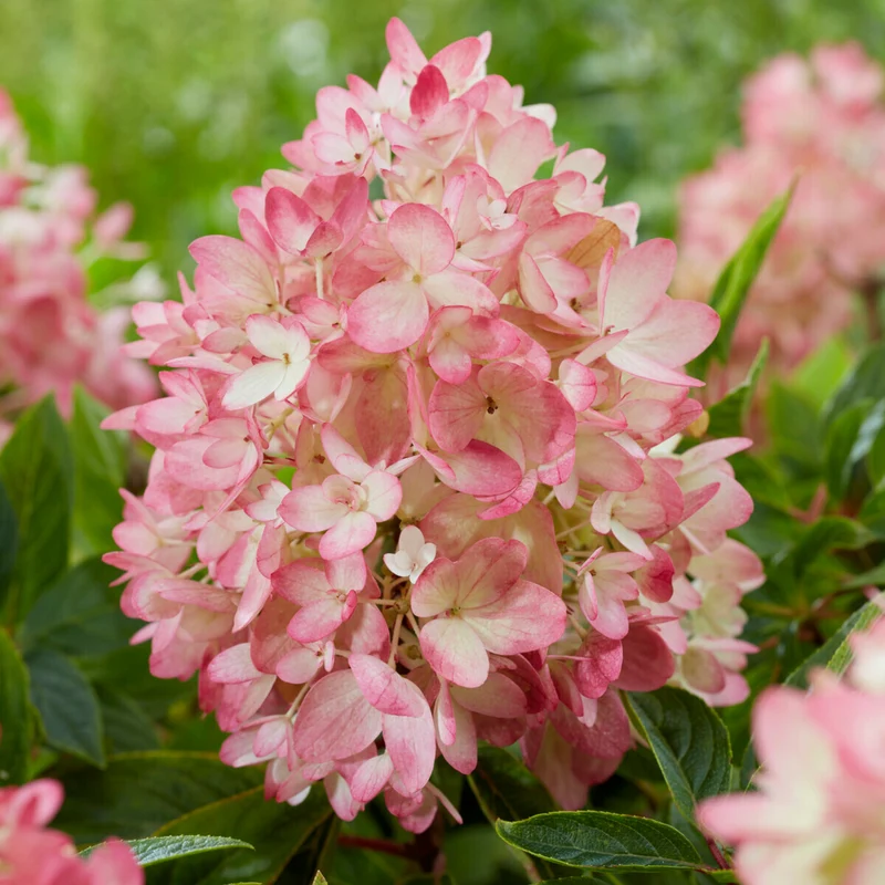 Hydrangea 'Groundbreaker Blush'