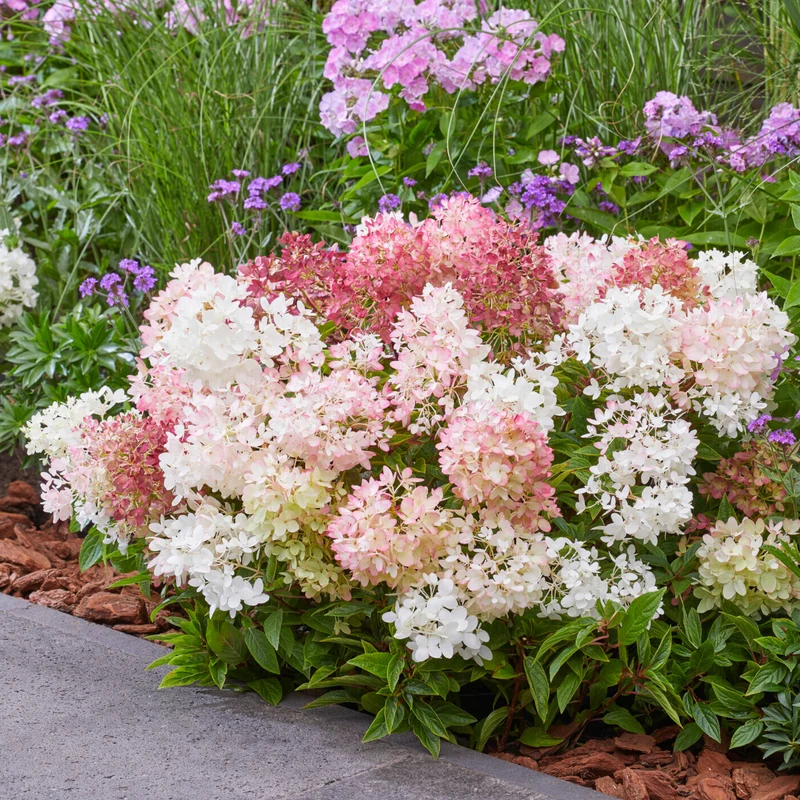 Hydrangea 'Groundbreaker Blush'