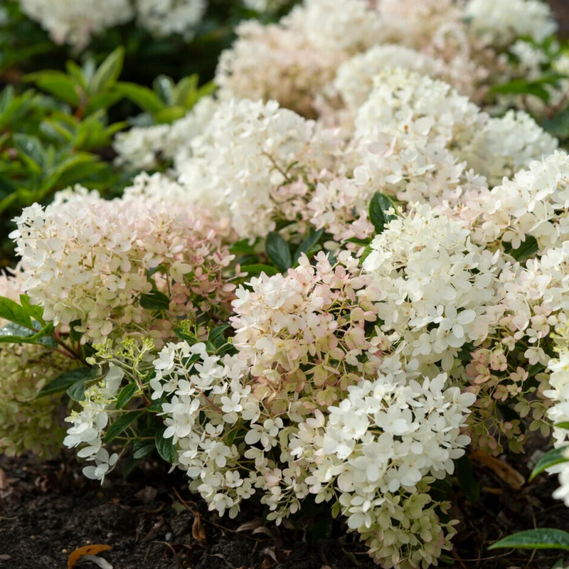 Hydrangea 'Groundbreaker Blush'