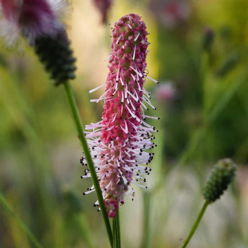Wiesenknopf 'Pink Tanna'