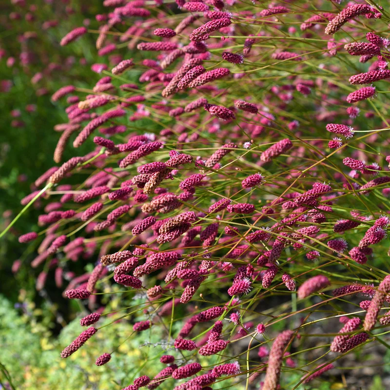 Wiesenknopf 'Pink Tanna'