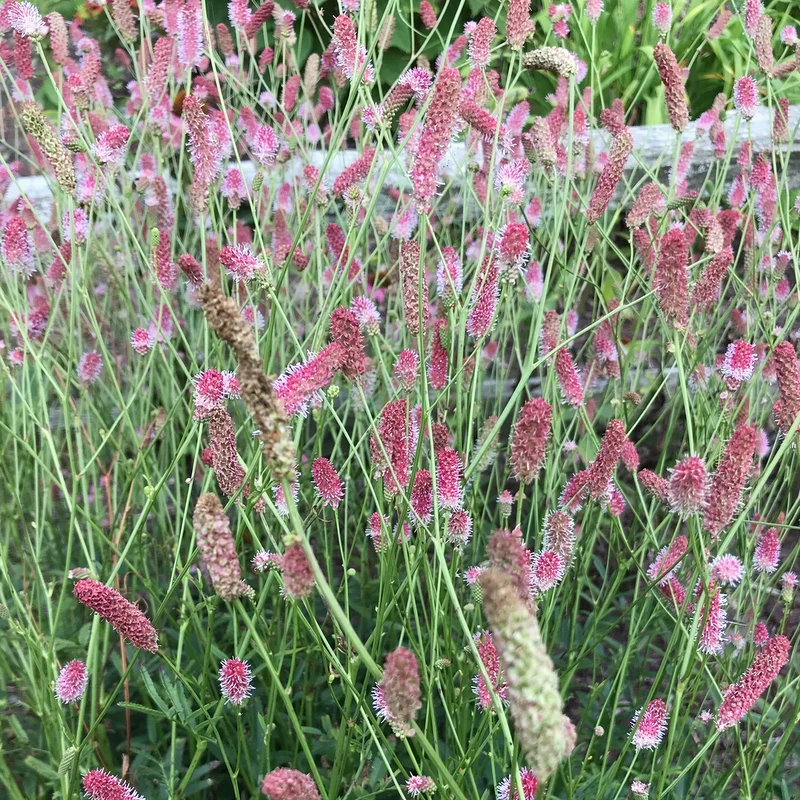 Wiesenknopf 'Pink Tanna'
